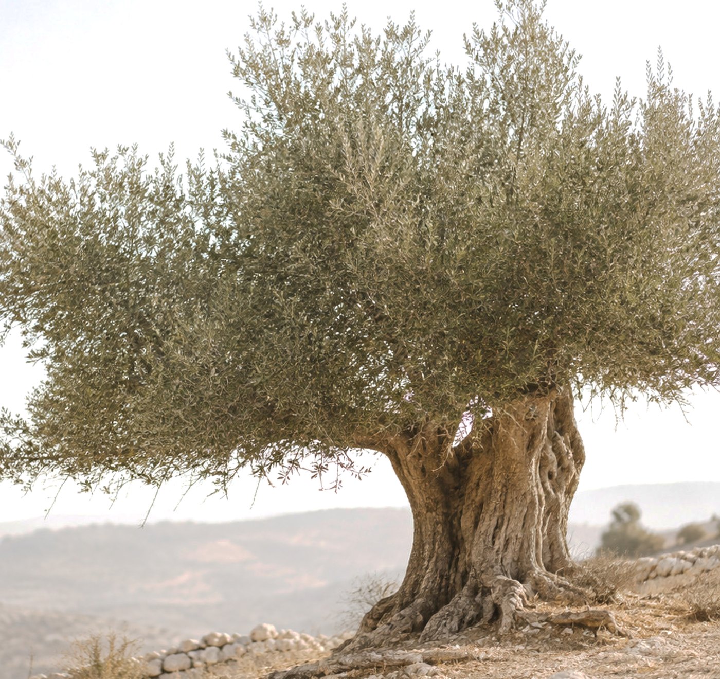An old olive tree on a dry hillside, its thick trunk and wide canopy against a white sky